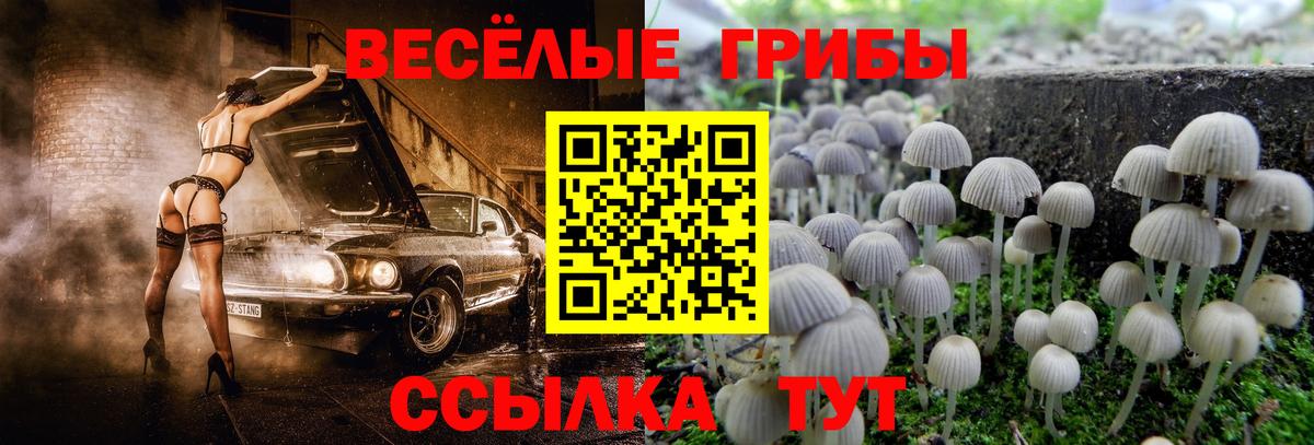 сколько стоит  Псилоцибиновые грибы Cubensis  Осинники  Вход с VPN  Псилоцибиновые грибы прущие грибы 